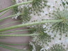 Thumbnail IMG_0036.JPG 