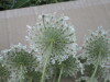 Thumbnail IMG_0037.JPG 