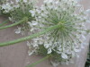 Thumbnail IMG_0039.JPG 