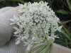 Thumbnail IMG_0040.JPG 