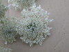 Thumbnail IMG_0042.JPG 
