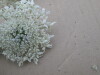Thumbnail IMG_0043.JPG 