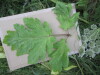 Thumbnail IMG_0045.JPG 