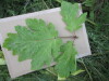 Thumbnail IMG_0046.JPG 