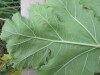 Thumbnail IMG_0049.JPG 