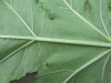 Thumbnail IMG_0050.JPG 