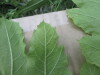 Thumbnail IMG_0051.JPG 