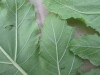 Thumbnail IMG_0052.JPG 