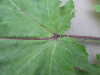 Thumbnail IMG_0054.JPG 