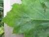 Thumbnail IMG_0055.JPG 