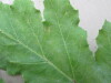 Thumbnail IMG_0056.JPG 