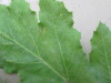 Thumbnail IMG_0057.JPG 