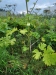 Thumbnail IMG_20210717_183330.jpg 