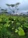 Thumbnail IMG_20210717_183336.jpg 