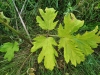 Thumbnail IMG_20210717_183347.jpg 