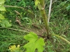 Thumbnail IMG_20210717_183350.jpg 