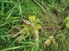 Thumbnail IMG_20210717_183353.jpg 