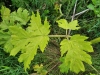 Thumbnail IMG_20210717_183357.jpg 