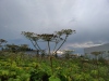 Thumbnail IMG_20210717_183405.jpg 