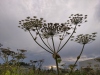 Thumbnail IMG_20210717_183407.jpg 