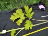 Thumbnail IMG_20210717_183814.jpg 
