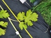 Thumbnail IMG_20210717_183826.jpg 