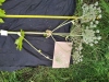 Thumbnail IMG_20210717_183831.jpg 