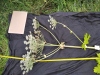 Thumbnail IMG_20210717_183849.jpg 