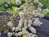 Thumbnail IMG_20210717_183902.jpg 