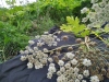 Thumbnail IMG_20210717_183906.jpg 