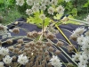 Thumbnail IMG_20210717_183907.jpg 