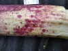 Thumbnail IMG_20210717_184519_1.jpg 