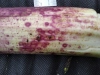 Thumbnail IMG_20210717_184527_1.jpg 