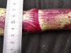 Thumbnail IMG_20210717_184633.jpg 