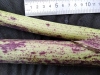 Thumbnail IMG_20210717_184642.jpg 
