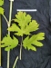 Thumbnail IMG_20210717_184749.jpg 
