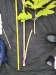 Thumbnail IMG_20210717_184752.jpg 