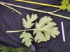 Thumbnail IMG_20210717_184820.jpg 