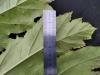 Thumbnail IMG_20210717_184827.jpg 