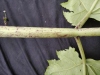 Thumbnail IMG_20210717_184837.jpg 
