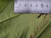 Thumbnail IMG_20210717_184915.jpg 