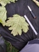 Thumbnail IMG_20210717_185004.jpg 