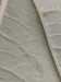Thumbnail IMG_20210717_185038.jpg 