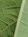 Thumbnail IMG_20210717_185059.jpg 