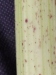 Thumbnail IMG_20210717_185324.jpg 