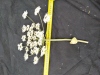 Thumbnail IMG_20210717_185545.jpg 