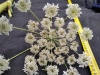 Thumbnail IMG_20210717_185621.jpg 
