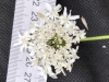Thumbnail IMG_20210717_185849.jpg 