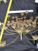 Thumbnail IMG_20210717_190047.jpg 