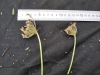 Thumbnail IMG_20210717_190140.jpg 